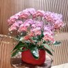 [中花]<br>10梗｜含包裝、賀卡<br>新年活動花禮：圖片 2