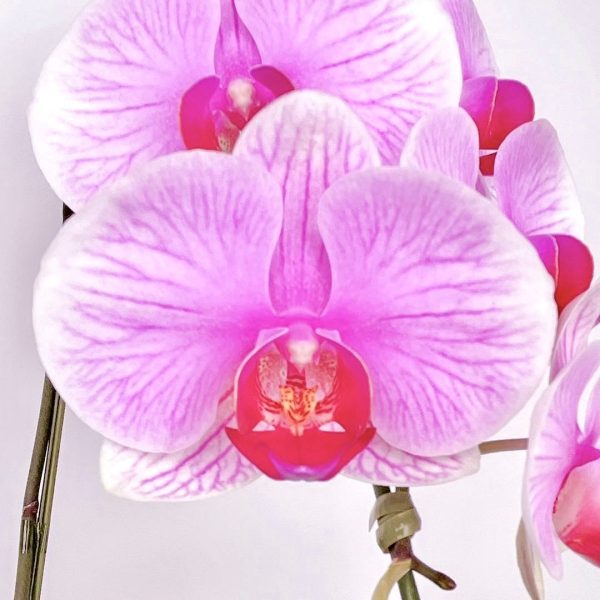 [中花] Apollo<br>2梗｜粉紅色蝴蝶蘭<br>玻璃盆花禮：圖片 3