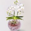 台北花店 蘭花 代客送花 花禮 台北中山區花店 台北松山區花店 台北信義區花店 台北大安區花店 內湖花店 天母花店 線上訂花 外送 開幕祝賀 台北送花 開幕誌慶 升遷祝慶 高級空間擺設 生日祝賀 Amabilis 高級花禮