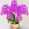 [中大輪] <br>5梗｜粉色大朵蝴蝶蘭<br>客製化花盆