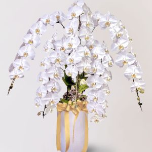 台北花店 蘭花 代客送花 花禮 台北中山區花店 台北松山區花店 台北信義區花店 台北大安區花店 內湖花店 天母花店 線上訂花 外送 開幕祝賀 台北送花 開幕誌慶 升遷祝慶 祝壽 White Rocky 大朵白色蝴蝶蘭