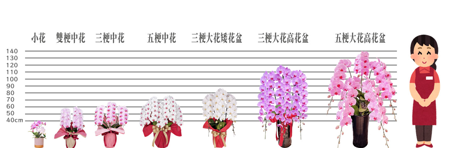 台北花店 蘭花 代客送花 花禮 台北中山區花店 台北松山區花店 台北信義區花店 台北大安區花店 內湖花店 天母花店 線上訂花 外送 開幕祝賀 台北送花 開幕誌慶 升遷祝慶 祝壽 beretta 紅色蝴蝶蘭 蝴蝶蘭尺寸大小