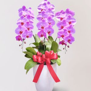 台北花店 蘭花 代客送花 花禮 台北中山區花店 台北松山區花店 台北信義區花店 台北大安區花店 內湖花店 天母花店 線上訂花 外送 開幕祝賀 台北送花 開幕誌慶 升遷祝慶 祝壽 Catherine 大朵粉紅色蝴蝶蘭 開業門面 企業門面 選舉造勢活動