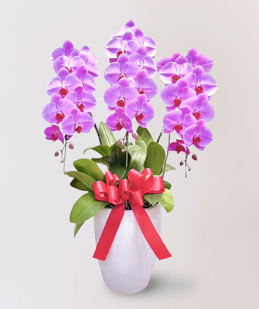 台北花店 蘭花 代客送花 花禮 台北中山區花店 台北松山區花店 台北信義區花店 台北大安區花店 內湖花店 天母花店 線上訂花 外送 開幕祝賀 台北送花 開幕誌慶 升遷祝慶 祝壽 Catherine 大朵粉紅色蝴蝶蘭 開業門面 企業門面 選舉造勢活動