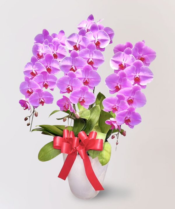 台北花店 蘭花 代客送花 花禮 台北中山區花店 台北松山區花店 台北信義區花店 台北大安區花店 內湖花店 天母花店 線上訂花 外送 開幕祝賀 台北送花 開幕誌慶 升遷祝慶 祝壽 Catherine 大朵粉紅色蝴蝶蘭