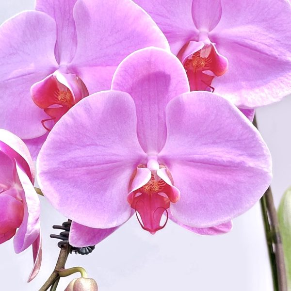 台北花店 蘭花 代客送花 花禮 台北中山區花店 台北松山區花店 台北信義區花店 台北大安區花店 內湖花店 天母花店 線上訂花 外送 開幕祝賀 台北送花 開幕誌慶 升遷祝慶 祝壽 Catherine 大朵粉紅色蝴蝶蘭