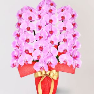 台北花店 蘭花 代客送花 花禮 台北中山區花店 台北松山區花店 台北信義區花店 台北大安區花店 內湖花店 天母花店 線上訂花 外送 開幕祝賀 台北送花 開幕誌慶 升遷祝慶 祝壽 Catherine 大朵粉紅色蝴蝶蘭 大型會議室 企業玄關 住宅裝飾