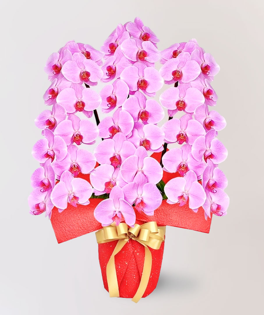 台北花店 蘭花 代客送花 花禮 台北中山區花店 台北松山區花店 台北信義區花店 台北大安區花店 內湖花店 天母花店 線上訂花 外送 開幕祝賀 台北送花 開幕誌慶 升遷祝慶 祝壽 Catherine 大朵粉紅色蝴蝶蘭 大型會議室 企業玄關 住宅裝飾