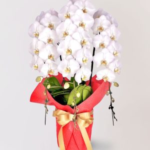 台北花店 蘭花 代客送花 花禮 台北中山區花店 台北松山區花店 台北信義區花店 台北大安區花店 內湖花店 天母花店 線上訂花 外送 開幕祝賀 台北送花 開幕誌慶 White Rocky 白色蝴蝶蘭 升遷祝慶(日商) 精品業門面 開業門面