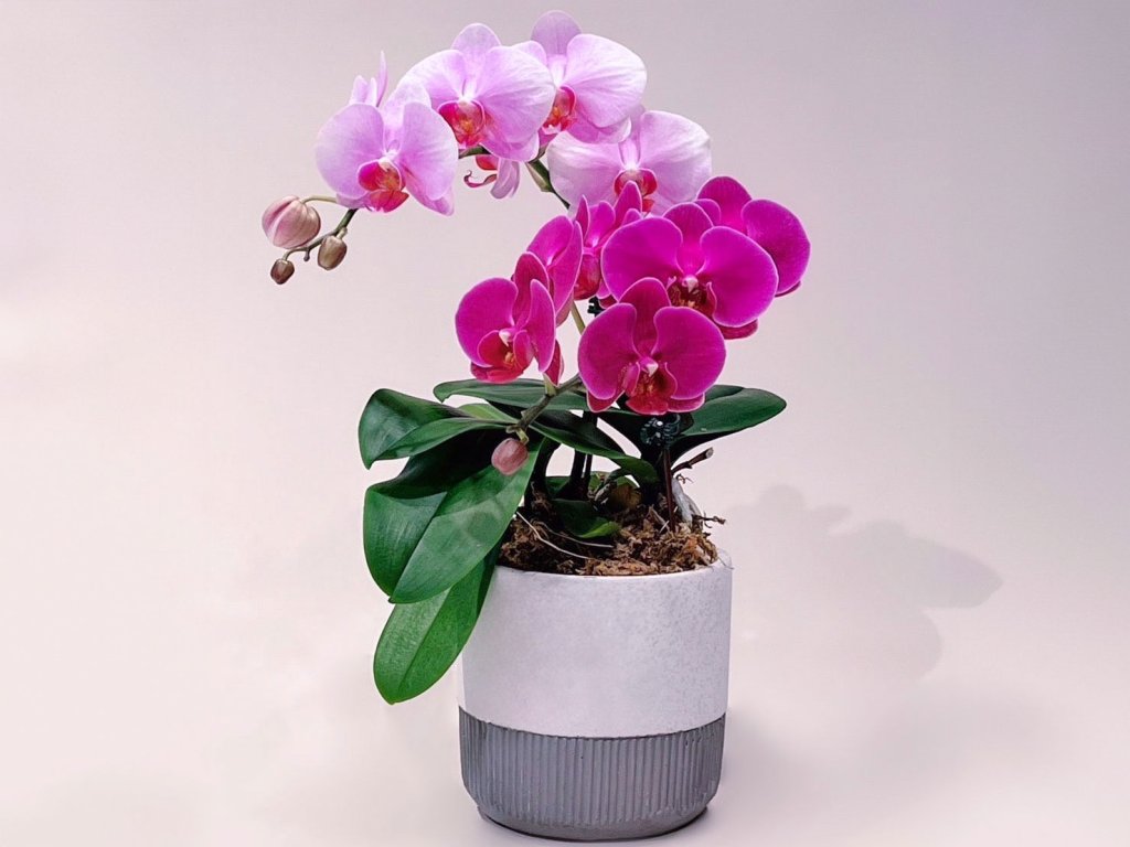 LIMORAorchid 台北花店蘭花　胡蝶蘭　蝴蝶蘭