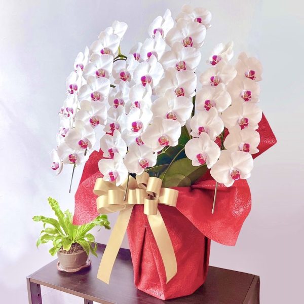 台北花店 蘭花 代客送花 花禮 台北中山區花店 台北松山區花店 台北信義區花店 台北大安區花店 內湖花店 天母花店 線上訂花 外送 開幕祝賀 台北送花 開幕誌慶 升遷祝慶 祝壽 Taian 白色紅心蝴蝶蘭