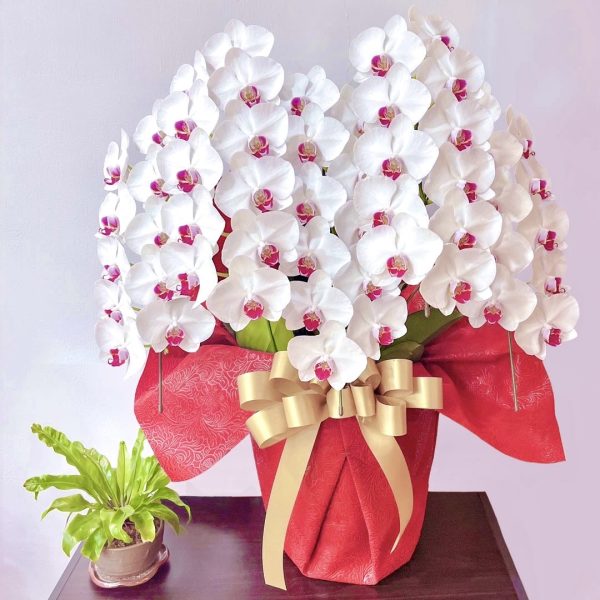 台北花店 蘭花 代客送花 花禮 台北中山區花店 台北松山區花店 台北信義區花店 台北大安區花店 內湖花店 天母花店 線上訂花 外送 開幕祝賀 台北送花 開幕誌慶 升遷祝慶 祝壽 Taian 白色紅心蝴蝶蘭