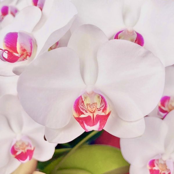 [中花] Taian<br>5梗｜白花紅心蝴蝶蘭<br>花朵外高貴優雅：圖片 11