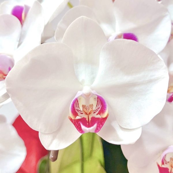 台北花店 蘭花 代客送花 花禮 台北中山區花店 台北松山區花店 台北信義區花店 台北大安區花店 內湖花店 天母花店 線上訂花 外送 開幕祝賀 台北送花 開幕誌慶 升遷祝慶 祝壽 Taian 白色紅心蝴蝶蘭