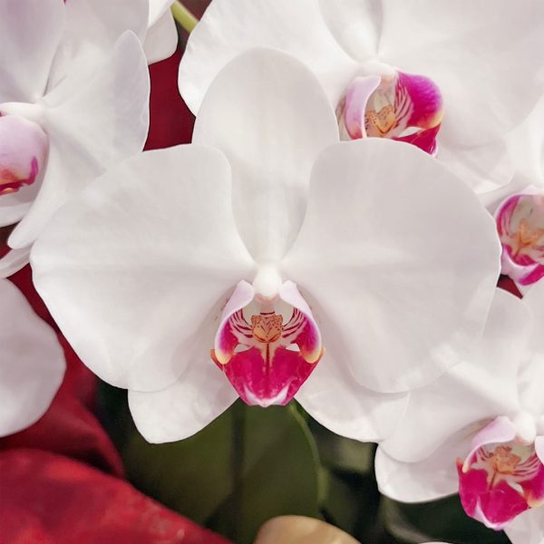 台北花店 蘭花 代客送花 花禮 台北中山區花店 台北松山區花店 台北信義區花店 台北大安區花店 內湖花店 天母花店 線上訂花 外送 開幕祝賀 台北送花 開幕誌慶 升遷祝慶 祝壽 Taian 白色紅心蝴蝶蘭