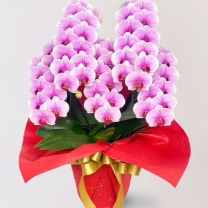 台北花店 蘭花 代客送花 花禮 台北中山區花店 台北松山區花店 台北信義區花店 台北大安區花店 內湖花店 天母花店 線上訂花 外送 開幕祝賀 台北送花 開幕誌慶 升遷祝慶 祝壽 Apollo 粉紅色蝴蝶蘭 生日祝賀 高級餐廳 銀行櫃檯
