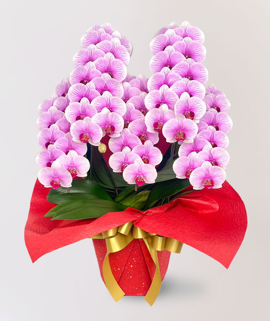 台北花店 蘭花 代客送花 花禮 台北中山區花店 台北松山區花店 台北信義區花店 台北大安區花店 內湖花店 天母花店 線上訂花 外送 開幕祝賀 台北送花 開幕誌慶 升遷祝慶 祝壽 Apollo 粉紅色蝴蝶蘭 生日祝賀 高級餐廳 銀行櫃檯