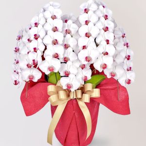 台北花店 蘭花 代客送花 花禮 台北中山區花店 台北松山區花店 台北信義區花店 台北大安區花店 內湖花店 天母花店 線上訂花 外送 開幕祝賀 台北送花 開幕誌慶 升遷祝慶 祝壽 Taian 白色紅心蝴蝶蘭 高級餐廳 企業門面 藝廊/藝術產業