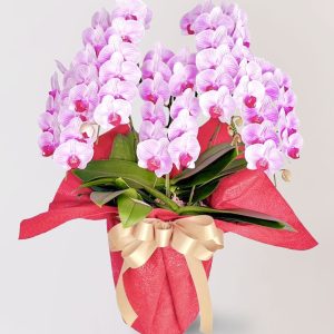 台北花店 蘭花 代客送花 花禮 台北中山區花店 台北松山區花店 台北信義區花店 台北大安區花店 內湖花店 天母花店 線上訂花 外送 開幕祝賀 台北送花 開幕誌慶 升遷祝慶 祝壽 Oliver 粉紅色蝴蝶蘭 銀行櫃檯 客廳餐桌上