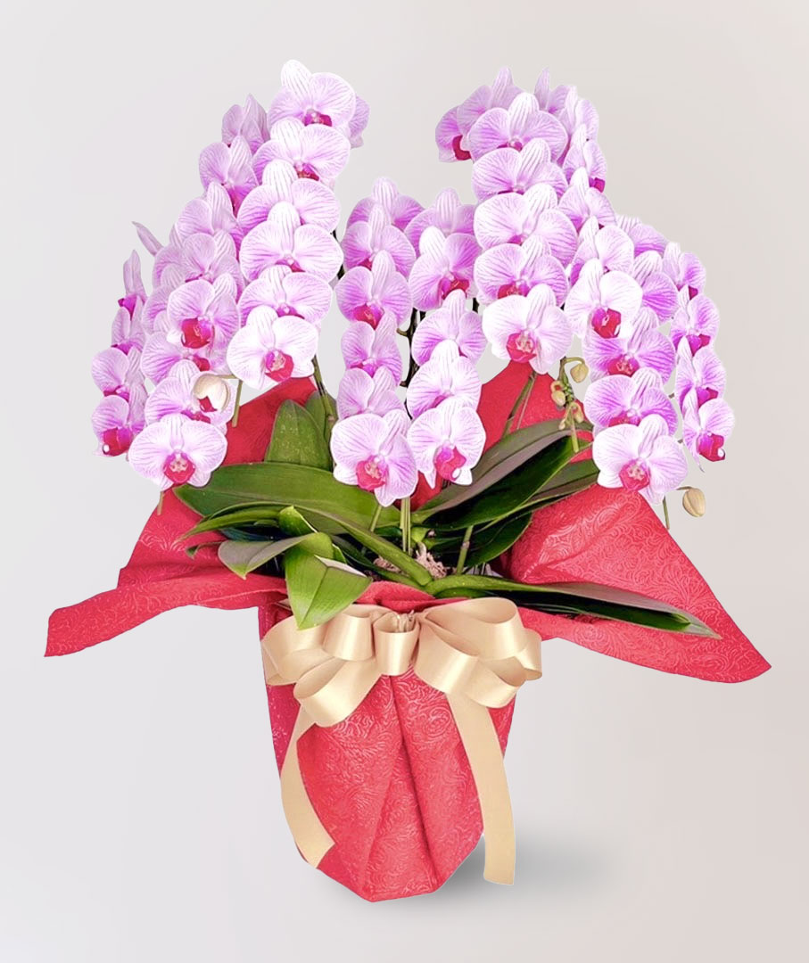 台北花店 蘭花 代客送花 花禮 台北中山區花店 台北松山區花店 台北信義區花店 台北大安區花店 內湖花店 天母花店 線上訂花 外送 開幕祝賀 台北送花 開幕誌慶 升遷祝慶 祝壽 Oliver 粉紅色蝴蝶蘭 銀行櫃檯 客廳餐桌上