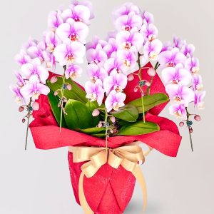 台北花店 蘭花 代客送花 花禮 台北中山區花店 台北松山區花店 台北信義區花店 台北大安區花店 內湖花店 天母花店 線上訂花 外送 開幕祝賀 台北送花 開幕誌慶 升遷祝慶 祝壽 Lupin 粉紅色蝴蝶蘭