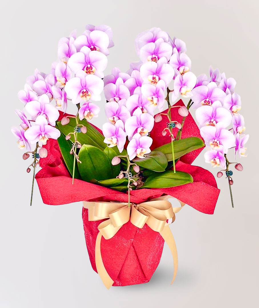 台北花店 蘭花 代客送花 花禮 台北中山區花店 台北松山區花店 台北信義區花店 台北大安區花店 內湖花店 天母花店 線上訂花 外送 開幕祝賀 台北送花 開幕誌慶 升遷祝慶 祝壽 Lupin 粉紅色蝴蝶蘭