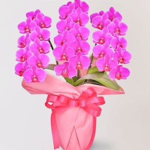 台北花店 蘭花 代客送花 花禮 台北中山區花店 台北松山區花店 台北信義區花店 台北大安區花店 內湖花店 天母花店 線上訂花 外送 開幕祝賀 台北送花 開幕誌慶 升遷祝慶 祝壽 beretta 紅色蝴蝶蘭