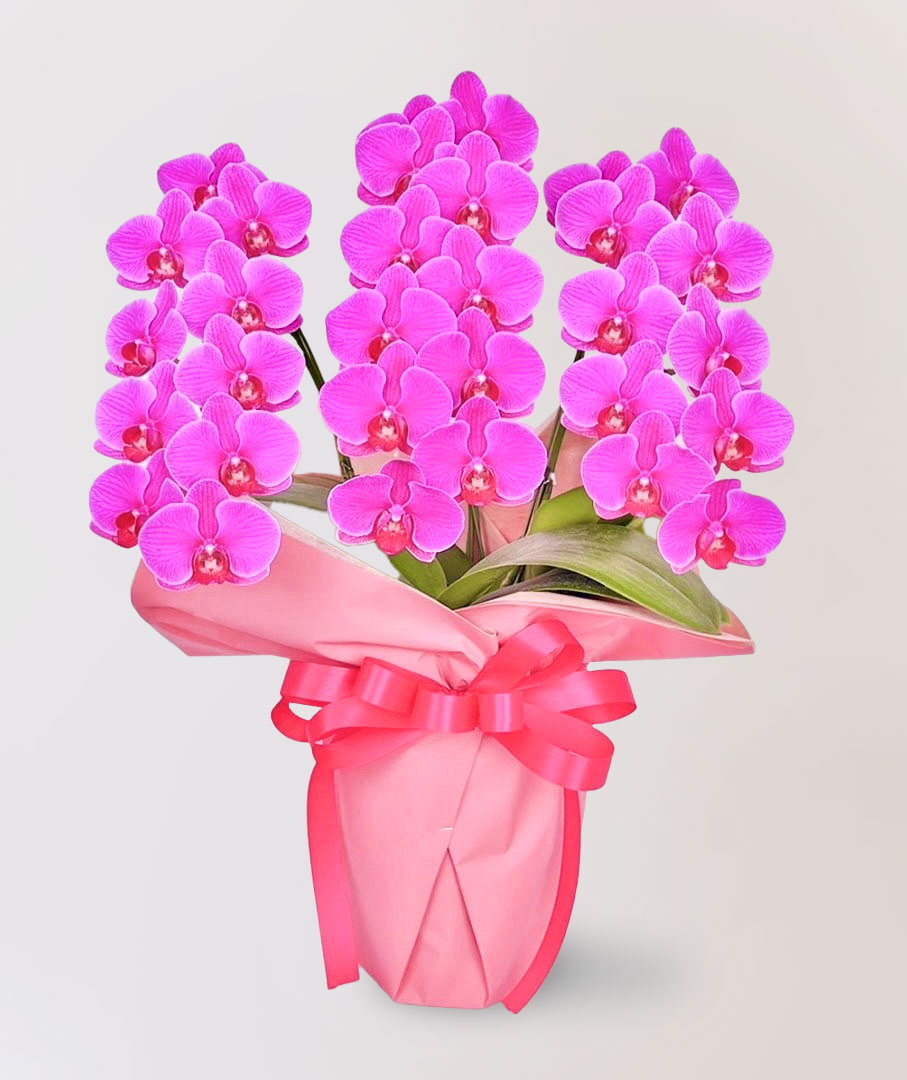 台北花店 蘭花 代客送花 花禮 台北中山區花店 台北松山區花店 台北信義區花店 台北大安區花店 內湖花店 天母花店 線上訂花 外送 開幕祝賀 台北送花 開幕誌慶 升遷祝慶 祝壽 beretta 紅色蝴蝶蘭