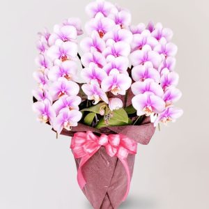 台北花店 蘭花 代客送花 花禮 台北中山區花店 台北松山區花店 台北信義區花店 台北大安區花店 內湖花店 天母花店 線上訂花 外送 開幕祝賀 台北送花 開幕誌慶 升遷祝慶 祝壽 Lupin 白粉色蝴蝶蘭 銀行櫃檯