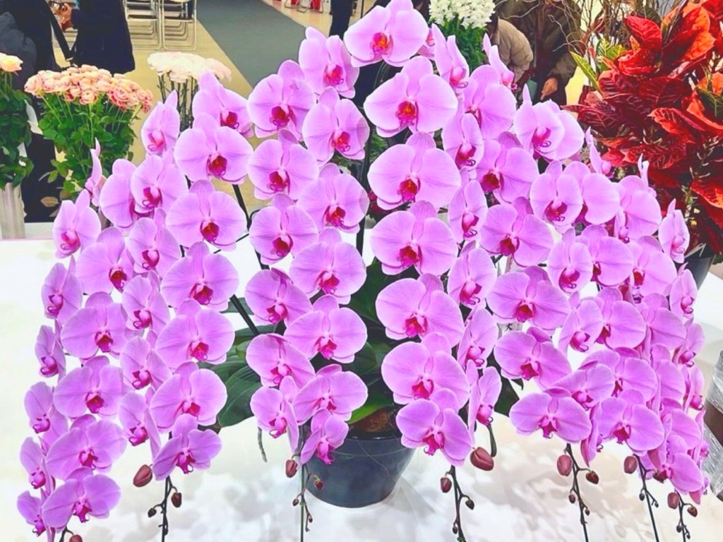 台北花店 蘭花 LIMORAorchid 蝴蝶蘭