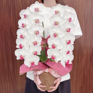 台北花店 中山區花店 蘭花 蝴蝶蘭 LIMORA orchid日式蘭花專賣店