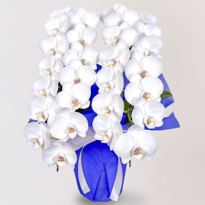 台北蘭花，代客送花，蝴蝶蘭台北花店 蘭花 代客送花 花禮 台北中山區花店 台北松山區花店 台北信義區花店 台北大安區花店 內湖花店 天母花店 線上訂花 外送 喪禮用花 台北送花 Neo 白色蝴蝶蘭