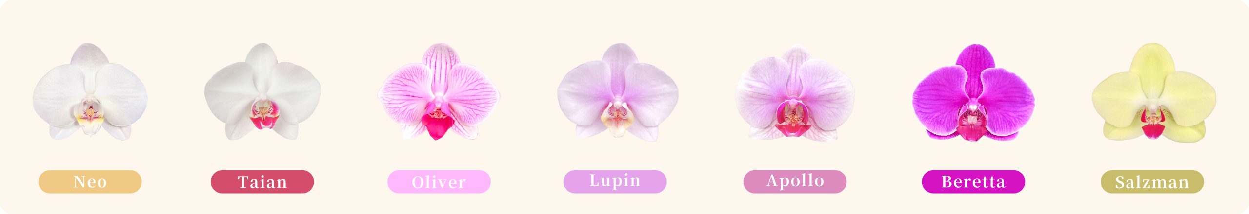 台北蘭花，代客送花，蝴蝶蘭台北花店 蘭花 代客送花 花禮 台北中山區花店 台北松山區花店 台北信義區花店 台北大安區花店 內湖花店 天母花店 線上訂花 外送 喪禮用花 台北送花 蝴蝶蘭種類 蝴蝶蘭花朵特寫