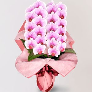 台北花店 蘭花 代客送花 花禮 台北中山區花店 台北松山區花店 台北信義區花店 台北大安區花店 內湖花店 天母花店 LIMORAorchid 喬遷之喜 生日祝賀 客廳餐桌上 家中玄關 粉紅色蘭花