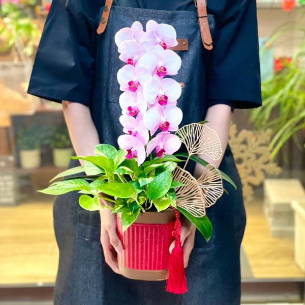 [中花]<br>單梗｜含包裝、賀卡<br>新年活動花禮：圖片 3