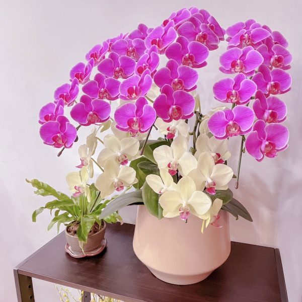 [中花]<br>5梗｜雙品種客製化<br>新年活動花禮：圖片 6