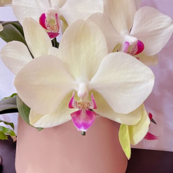 [中花]<br>5梗｜雙品種客製化<br>新年活動花禮：圖片 5