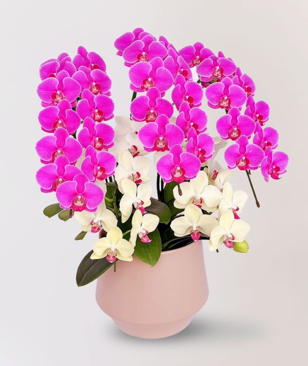 [中花]<br>5梗｜雙品種客製化<br>新年活動花禮：圖片 3