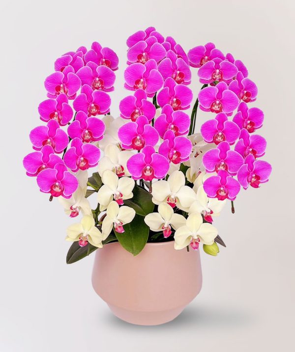 [中花]<br>5梗｜雙品種客製化<br>新年活動花禮