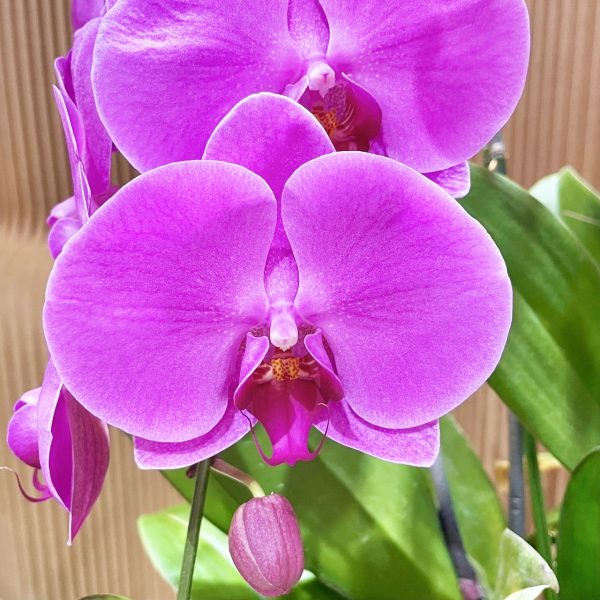 [中大輪] <br>5梗｜粉色大朵蝴蝶蘭<br>客製化花盆：圖片 2