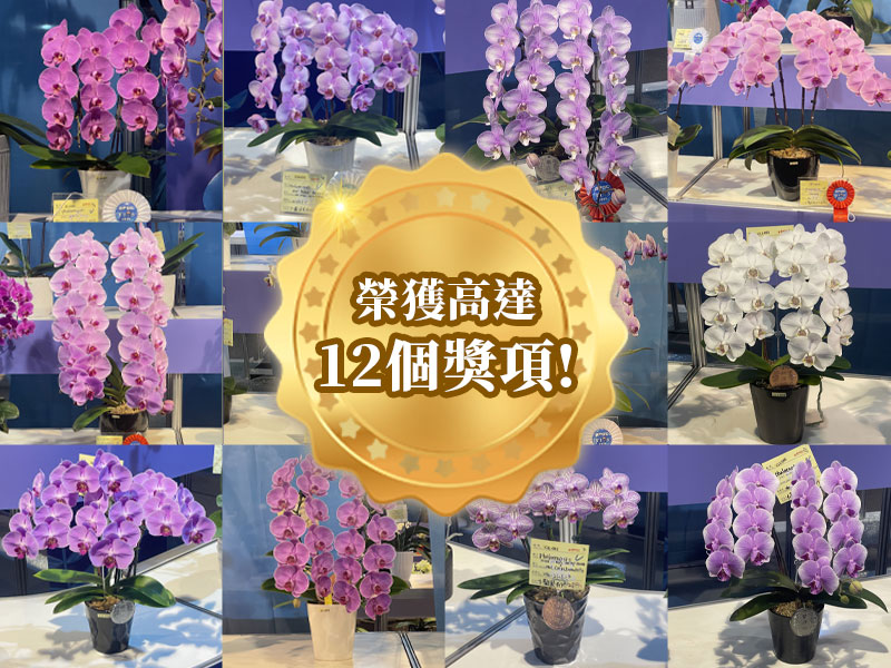 蘭花　台北花店　LIMORA　