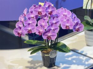 蘭花　台北花店　2025臺灣國際蘭展
