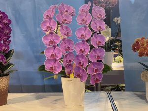 蘭花　台北花店　2025臺灣國際蘭展