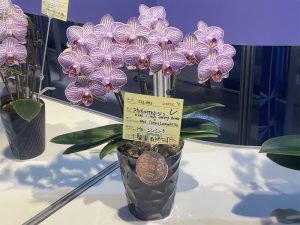 蘭花　台北花店　2025臺灣國際蘭展