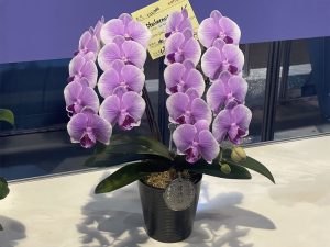 蘭花　台北花店　2025臺灣國際蘭展