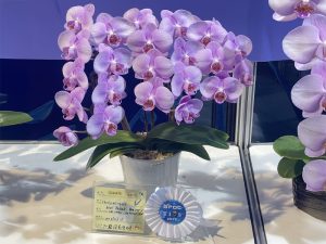 蘭花　台北花店　2025臺灣國際蘭展