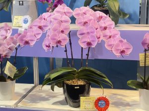 蘭花　台北花店　LIMORA　
