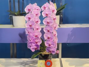 蘭花　台北花店　LIMORA　