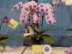 蘭花　台北花店　2025臺灣國際蘭展