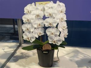 蘭花　台北花店　2025臺灣國際蘭展